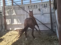 Koń, Arabian horse — zdjęcie 6