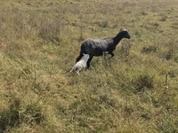 भेड़, Romanov sheep — फ़ोटो 1