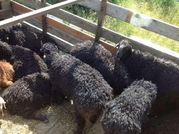 Baran, Edilbay sheep