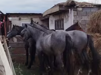 Caballo, Horse breed — foto 1