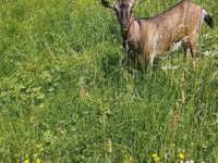 Ziege, Ziegen — Foto 1