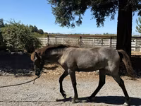 Yegua, Rocky Mountain Horse — foto 7