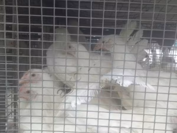Chickens — Rosja