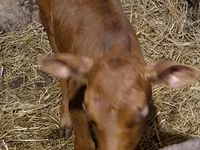 Byk, Simmental cattle — zdjęcie 8