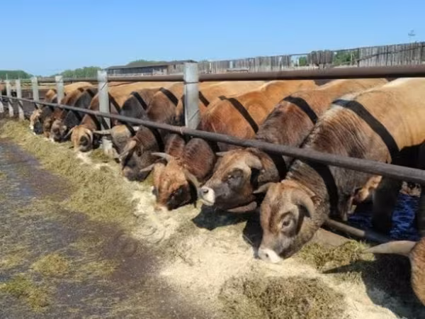 Krowa, Aubrac cattle