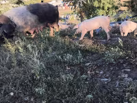 Boar, Pigs — photo 1