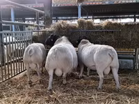 Baran, Dorper sheep — zdjęcie 4