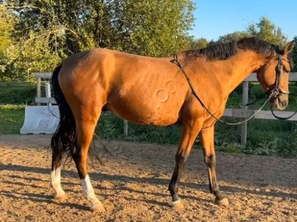 Koń, Konie — Rosja