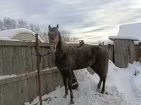 Kobyła, Orlov Trotter — zdjęcie 4