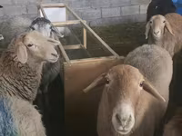 Sheep, Sheep — photo 6