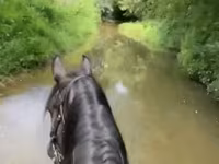Kobyła, Przewalski's horse — zdjęcie 3