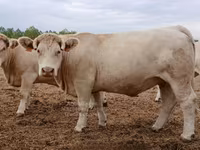 Krowa, Charolais cattle — zdjęcie 4