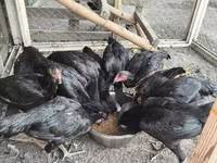 Chickens — photo 5