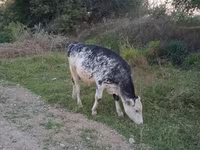Bull, Holstein breed — photo 1