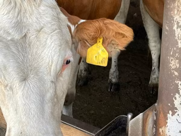 Krowa, Simmental cattle