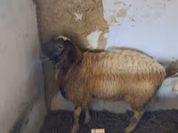 Baran, Owce — zdjęcie 2