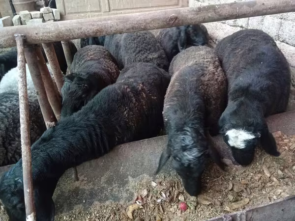 Ram, Sheep