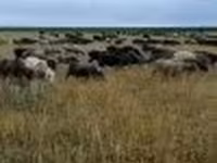 Baran, Owce — zdjęcie 2