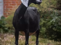 Koza, Nubian Goat — zdjęcie 6