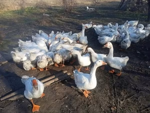 Geese — Rosja