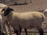 Ram, Hampshire sheep — photo 1