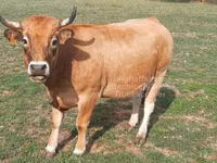 Krowa, Aubrac cattle — zdjęcie 6