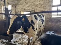Cow, Holstein breed — photo 5