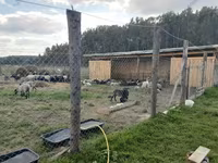Carnero, Romanov sheep — foto 6