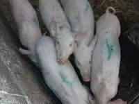 خنزيرة, الخنازير — الصورة 1