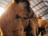 Koza, Saanen goat — zdjęcie 7