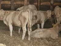 Cow, Charolais cattle — photo 2