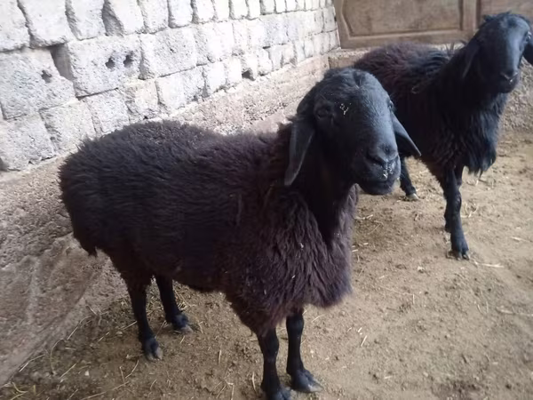 Ram, Sheep