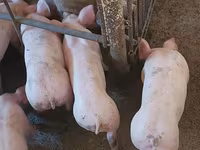 خنزير ذكر, الخنازير — الصورة 3