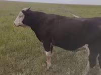 Byk, Russian Black pied cattle — zdjęcie 1