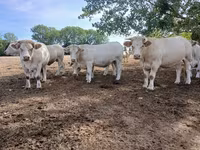 Krowa, Charolais cattle — zdjęcie 7