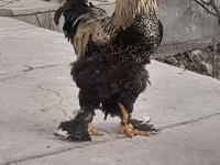 Brahma — photo 4