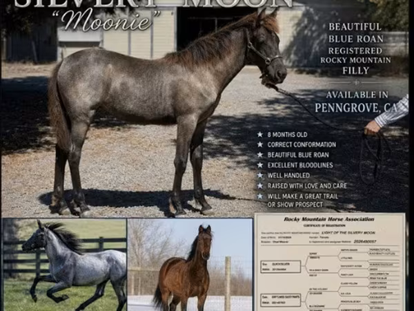 Kobyła, Rocky Mountain Horse