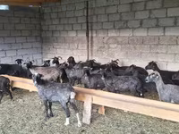 Sheep, Sheep — photo 2
