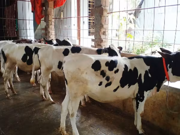Cow, Holstein breed