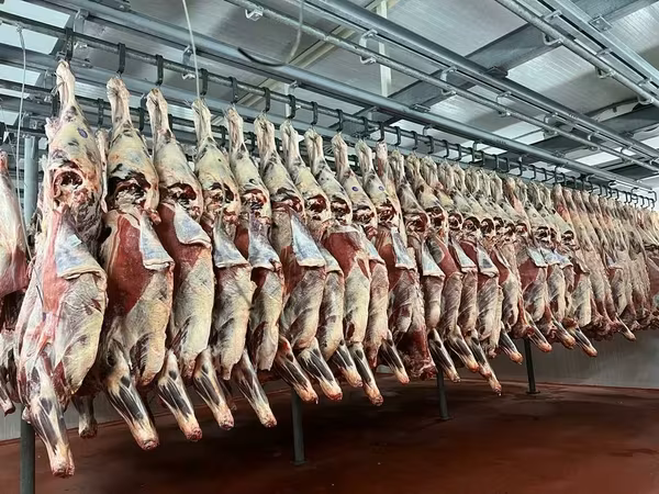 Мясо говядины от производителя беларусь