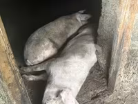 خنزيرة, Крупная белая — الصورة 4
