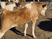 Byk, Bydło — zdjęcie 1