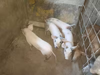 Eber, Schweine — Foto 4