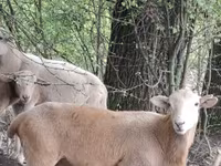 Baran, Katum sheep — zdjęcie 1