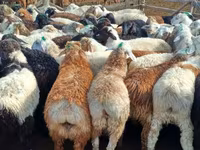 Widder, Kuibyshev sheep — Foto 5