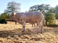 Byk, Charolais cattle — zdjęcie 1