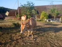 Cow, Jersey breed — photo 2