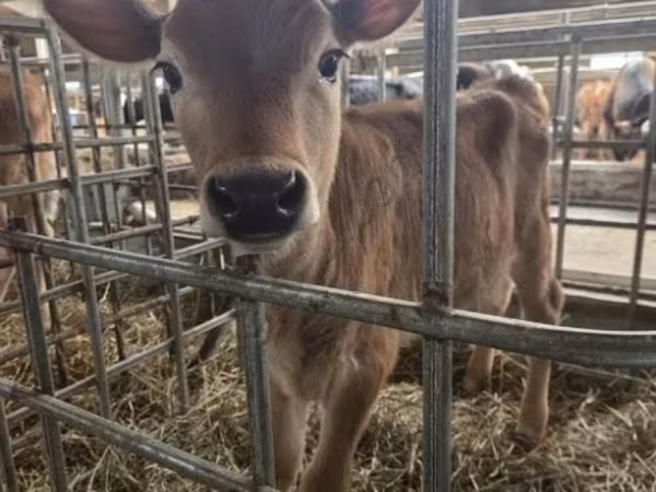 Krowa, Rasa jerseyjska — Rosja