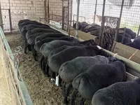 Ram, Sheep — photo 2