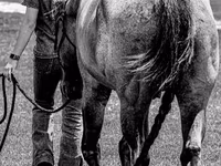 Koń, Quarter Horse — zdjęcie 6